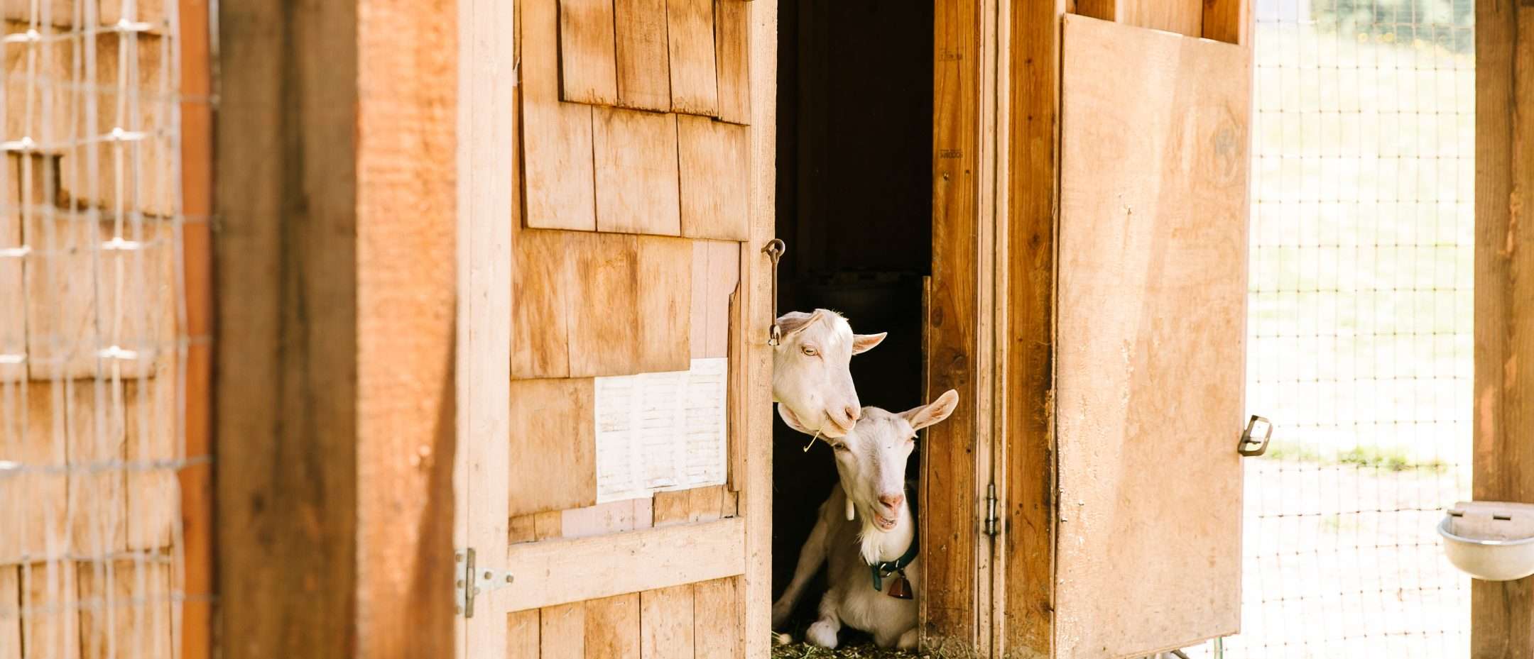 Two goats peeking from indoors
