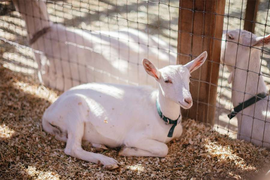 Saanen goats in enclosure